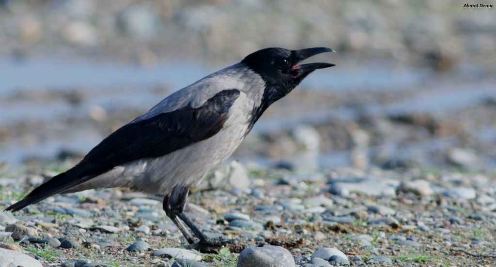 Hooded Crow